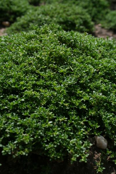 Bild von Herniaria glabra ssp.serpyllifolia