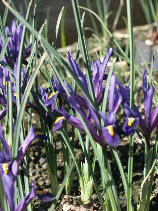 Bild von Iris reticulata 
