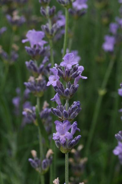 Bild von Garten-Lavendel