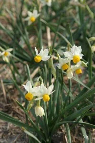 Bild von Narcissus canaliculatus