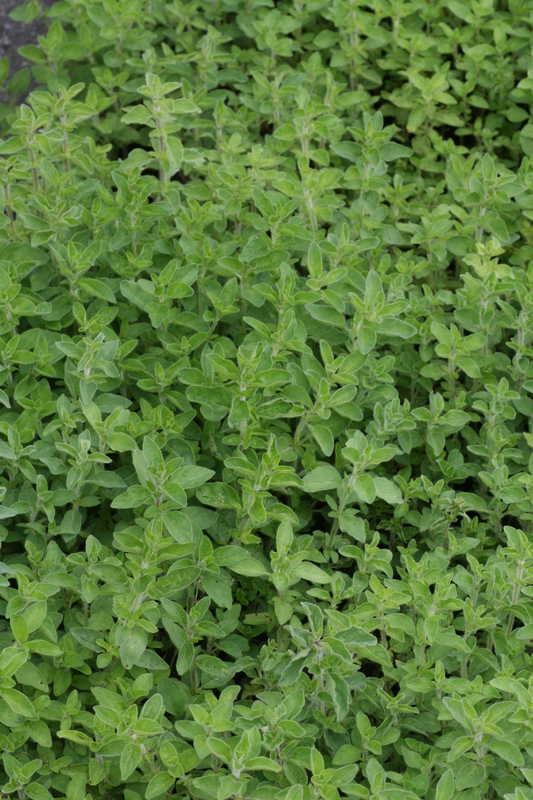 Bild von Origanum vulgare ssp.hirtum