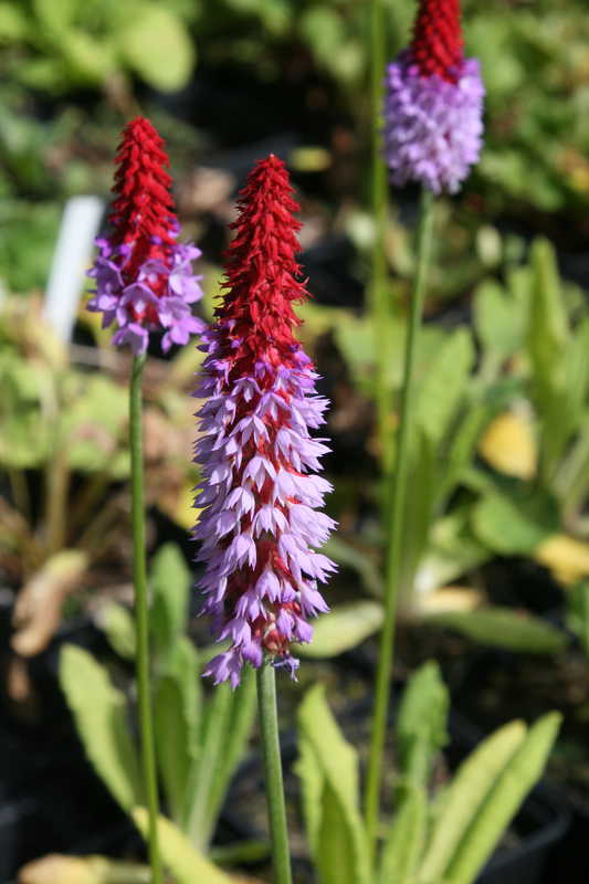 Bild von Primula vialii