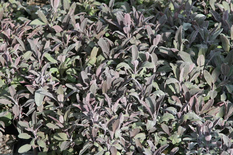 Bild von Salvia officinalis 