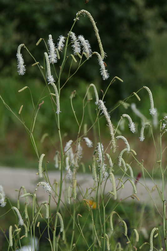 Bild von Sanguisorba tenuifolia 