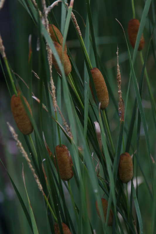 Bild von Typha angustifolia