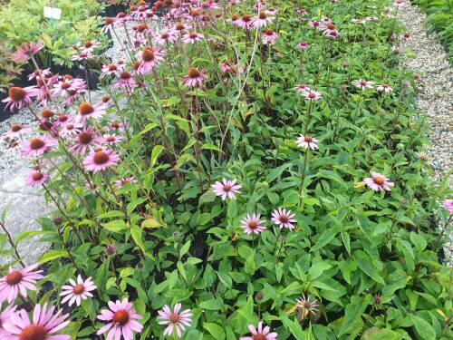 Bild von /bilder/bluehapp/thumb/ECHPMS_Echinacea_purp___Magnus_Superior__P0_5__P-2721020801_T-b_K-37_Y-20_86242_aktiv_.jpg