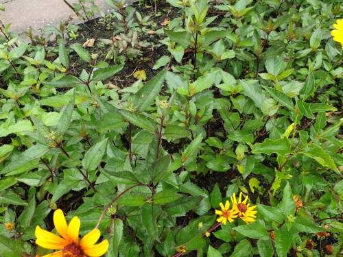 Bild von /bilder/bluehapp/thumb/HELIOSSN_Heliopsis_scabra__Summer_Nights__P1_0__P-3561060001_T-k_K-36_Y-20_71393_aktiv_.jpg