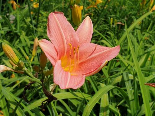 Bild von /bilder/bluehapp/thumb/HEMHBOR_Hemerocallis_x_cult___Bed_of_Rose_P1_0__P-3602006101_T-b_K-29_Y-19_20487_aktiv_.jpg