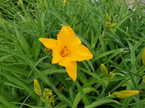 Bild von /bilder/bluehapp/thumb/HEMHBYM_Hemerocallis_x_cult___By_Myself__P1_0__P-3602005901_T-b_K-25_Y-19_35526_aktiv_.jpg