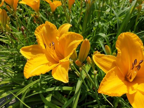 Bild von /bilder/bluehapp/thumb/HEMHBYM_Hemerocallis_x_cult___By_Myself__P1_0__P-3602005901_T-b_K-29_Y-19_13896_aktiv_.jpg