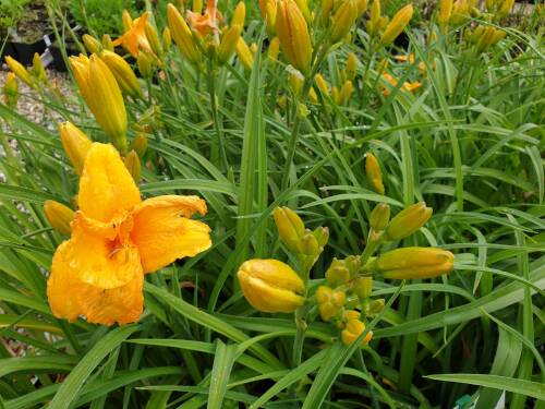 Bild von /bilder/bluehapp/thumb/HEMHBYM_Hemerocallis_x_cult___By_Myself__P1_0__P-3602005901_T-k_K-27_Y-20_34989_aktiv_.jpg