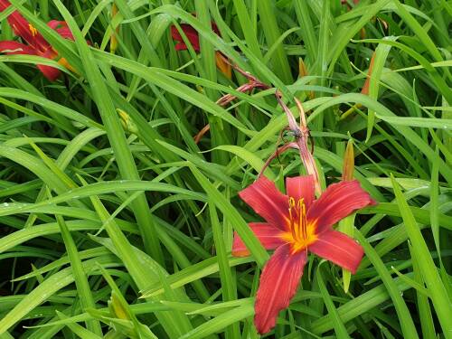 Bild von /bilder/bluehapp/thumb/HEMHCP_Hemerocallis_x_cult___Crimson_PirateP1_0__P-3602024001_T-b_K-25_Y-19_80534_aktiv_.jpg