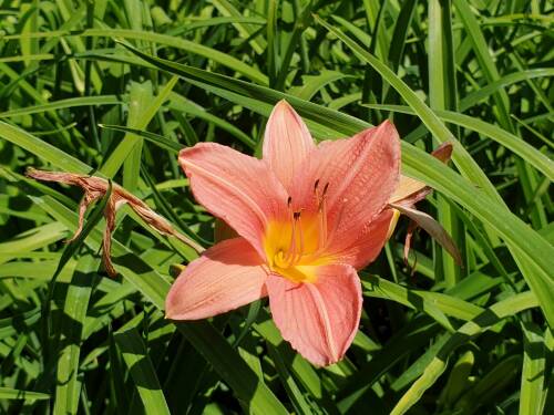 Bild von /bilder/bluehapp/thumb/HEMHCW_Hemerocallis_x_cult___Cath_WoodberryP1_0__P-3602008001_T-b_K-27_Y-19_66607_aktiv_.jpg