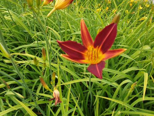 Bild von /bilder/bluehapp/thumb/HEMHDI_Hemerocallis_x_cult___Display__P1_0__P-3602025501_T-b_K-28_Y-19_38841_aktiv_.jpg