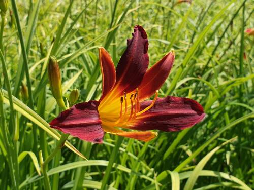 Bild von /bilder/bluehapp/thumb/HEMHDI_Hemerocallis_x_cult___Display__P1_0__P-3602025501_T-b_K-29_Y-19_54515_aktiv_.jpg