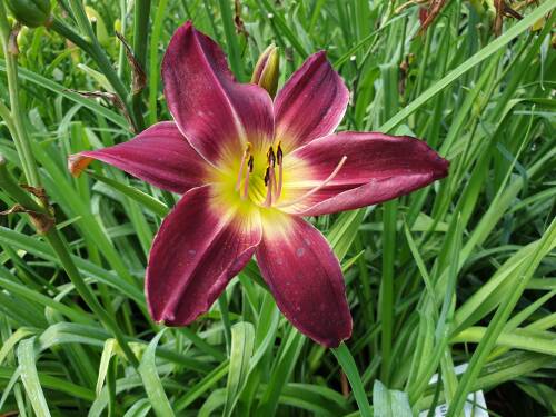 Bild von /bilder/bluehapp/thumb/HEMHDP_Hemerocallis_x_cult___Deep_Purple__P1_0__P-3602120501_T-b_K-29_Y-19_77275_aktiv_.jpg