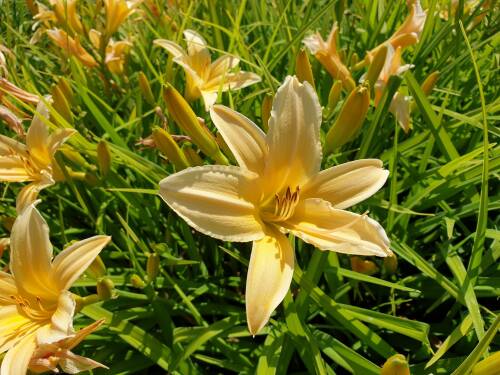 Bild von /bilder/bluehapp/thumb/HEMHFF_Hemerocallis_x_cult___Frances_Fay__P1_0__P-3602027001_T-b_K-29_Y-19_59947_aktiv_.jpg