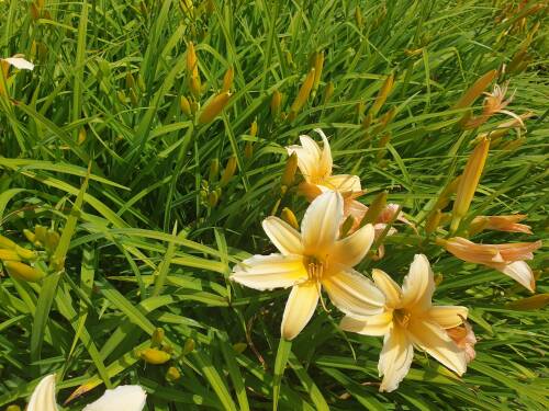 Bild von /bilder/bluehapp/thumb/HEMHFF_Hemerocallis_x_cult___Frances_Fay__P1_0__P-3602027001_T-k_K-28_Y-20_64035_aktiv_.jpg