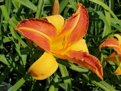 Bild von /bilder/bluehapp/thumb/HEMHFH_Hemerocallis_x_cult___Frans_Hals__P1_0__P-3602029001_T-b_K-29_Y-19_47981_aktiv_.jpg