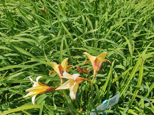 Bild von /bilder/bluehapp/thumb/HEMHGG_Hemerocallis_x_cult___Golden_Gift__P1_0__P-3602031701_T-k_K-22_Y-20_25491_aktiv_.jpg