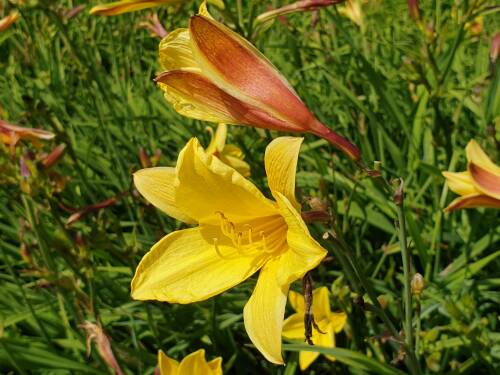 Bild von /bilder/bluehapp/thumb/HEMHLB_Hemerocallis_x_cult___Lemon_Bells__P1_0__P-3602037801_T-b_K-29_Y-19_41285_aktiv_.jpg