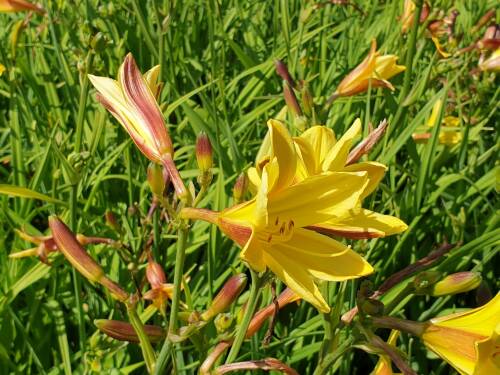 Bild von /bilder/bluehapp/thumb/HEMHLB_Hemerocallis_x_cult___Lemon_Bells__P1_0__P-3602037801_T-b_K-29_Y-19_74298_aktiv_.jpg