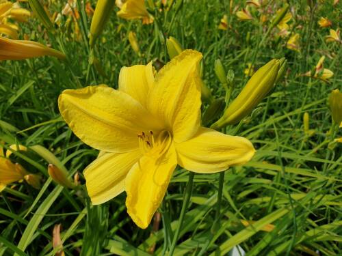 Bild von /bilder/bluehapp/thumb/HEMHMK_Hemerocallis_x_cult___M_nchner_KindlP1_0__P-3602048901_T-b_K-29_Y-19_55892_aktiv_.jpg