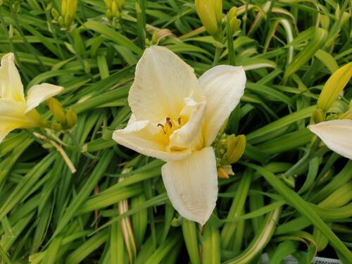 Bild von /bilder/bluehapp/thumb/HEMHMS_Hemerocallis_x_cult___Moon_Snow__P1_0__P-3602055001_T-b_K-28_Y-19_14972_aktiv_.jpg