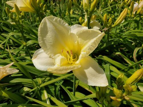 Bild von /bilder/bluehapp/thumb/HEMHMS_Hemerocallis_x_cult___Moon_Snow__P1_0__P-3602055001_T-b_K-29_Y-19_12984_aktiv_.jpg