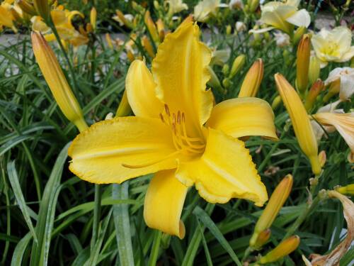 Bild von /bilder/bluehapp/thumb/HEMHMT_Hemerocallis_x_cult___Mary_Todd__P1_0__P-3602155501_T-b_K-29_Y-19_23623_aktiv_.jpg