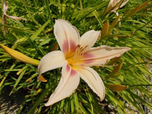 Bild von /bilder/bluehapp/thumb/HEMHPC_Hemerocallis_x_cult___Prairie_CharmeP1_0__P-3602063501_T-b_K-29_Y-19_47688_aktiv_.jpg