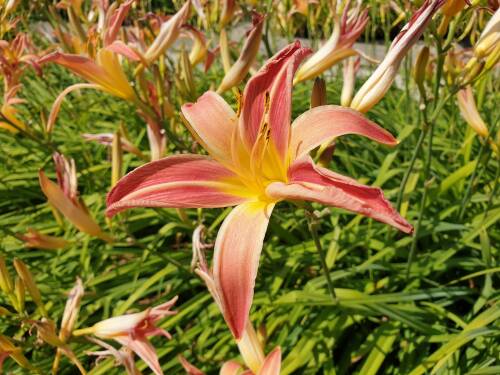 Bild von /bilder/bluehapp/thumb/HEMHPR_Hemerocallis_x_cult___Preciosus__P1_0__P-3602064001_T-b_K-29_Y-19_64204_aktiv_.jpg