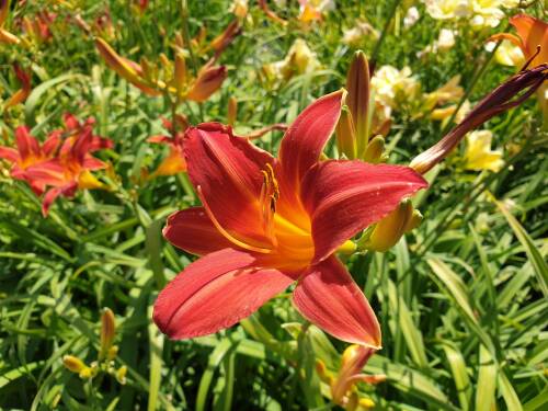 Bild von /bilder/bluehapp/thumb/HEMHSP_Hemerocallis_x_cult___Shining_PlumagP1_0__P-3602069501_T-b_K-29_Y-19_89906_aktiv_.jpg