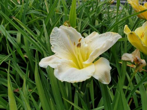 Bild von /bilder/bluehapp/thumb/HEMHWZ_Hemerocallis_x_cult___White_Zone__P1_0__P-3602080001_T-b_K-29_Y-19_59835_aktiv_.jpg