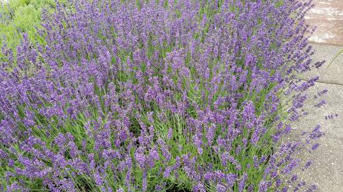 Bild von /bilder/bluehapp/thumb/LAVAHB_Lavandula_ang___Hidcote_Blue____C3_0__P-4241020003_T-b_K-28_Y-19_31102_aktiv_.jpg