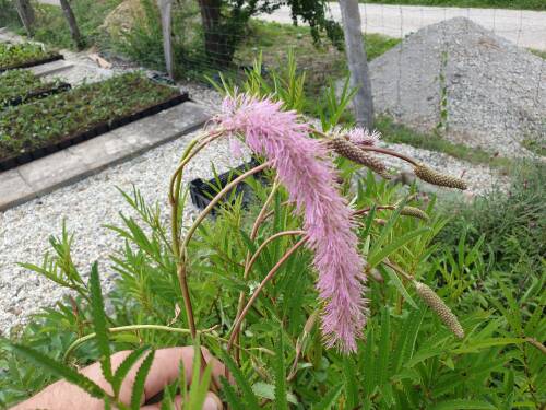 Bild von /bilder/bluehapp/thumb/SANHLS_Sanguisorba_Hybr___Lilac_Squirrel__P1_0__P-6161224001_T-b_K-29_Y-19_23100_aktiv_.jpg