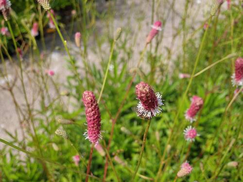 Bild von /bilder/bluehapp/thumb/SANOPT_Sanguisorba_officinal___Pink_Tanna__P0_5__P-6161065001_T-b_K-29_Y-19_35072_aktiv_.jpg