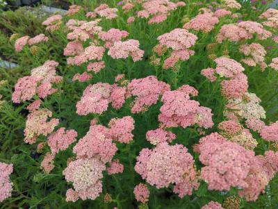 Bild von /bilder/bluehapp/thumb/achmla_Achillea_millefolium___Lachsschönh_____P-0365520001_T-b_Y-24_K-24_36150_aktiv_.jpg