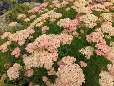 Bild von /bilder/bluehapp/thumb/achmla_Achillea_millefolium___Lachsschönh_____P-0365520001_T-b_Y-24_K-25_29989_aktiv_.jpg