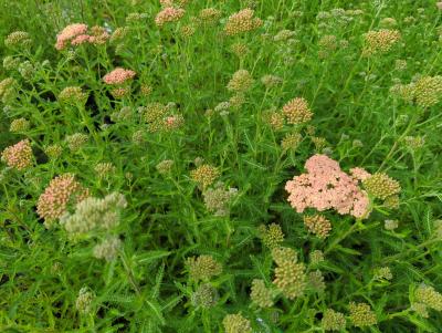 Bild von /bilder/bluehapp/thumb/achmla_Achillea_millefolium___Lachsschönh_____P-0365520001_T-k_Y-24_K-23_51950_aktiv_.jpg