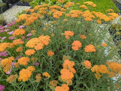 Bild von /bilder/bluehapp/thumb/achmte_Achillea_millefolium___Terracotta__Li_P-0365534001_T-b_Y-24_K-25_81599_aktiv_.jpg