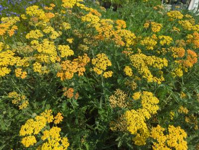 Bild von /bilder/bluehapp/thumb/achmte_Achillea_millefolium___Terracotta__Li_P-0365534001_T-b_Y-24_K-36_41535_aktiv_.jpg