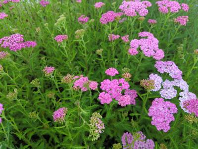 Bild von /bilder/bluehapp/thumb/achmwe_Achillea_millefolium___Wesersandst_____P-0365535001_T-b_Y-24_K-24_18959_aktiv_.jpg