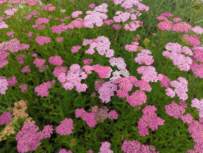 Bild von /bilder/bluehapp/thumb/achmwe_Achillea_millefolium___Wesersandst_____P-0365535001_T-b_Y-24_K-25_32823_aktiv_.jpg