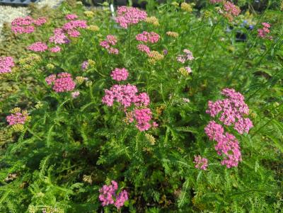 Bild von /bilder/bluehapp/thumb/achmwe_Achillea_millefolium___Wesersandst_____P-0365535001_T-b_Y-24_K-36_43213_aktiv_.jpg