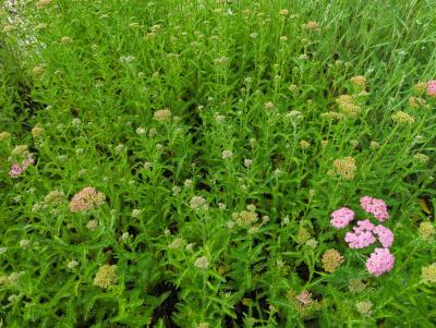 Bild von /bilder/bluehapp/thumb/achmwe_Achillea_millefolium___Wesersandst_____P-0365535001_T-k_Y-24_K-23_35682_aktiv_.jpg