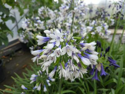 Bild von /bilder/bluehapp/thumb/agaatw_Agapanthus_africanus___Twister___P-520580001_T-b_Y-22_K-29_49825_aktiv_.jpg