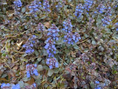 Bild von /bilder/bluehapp/thumb/ajurat_Ajuga_reptans___Atropurpurea___P-0541010001_T-b_Y-24_K-18_36276_aktiv_.jpg