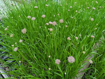 Bild von Allium senescens Summer-Beauty