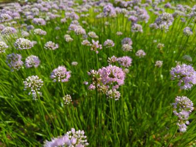 Bild von /bilder/bluehapp/thumb/allssb_Allium_senescens___Summer_Beauty___P-606960001_T-b_Y-24_K-29_28607_aktiv_.jpg